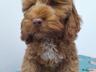 Cockapoo dogs Last Beautiful girl cockapoo now fully vaccinated - Advert 11