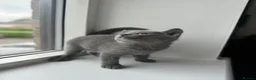 Russian Blue cats for sale: ✨ Beautiful Pedigree Russian Blue Kittens ✨ - Advert 13