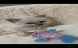 Ragdoll cats for sale: Ragdoll kittens😻 only 1 kitten left 😻ready now  - Image 1