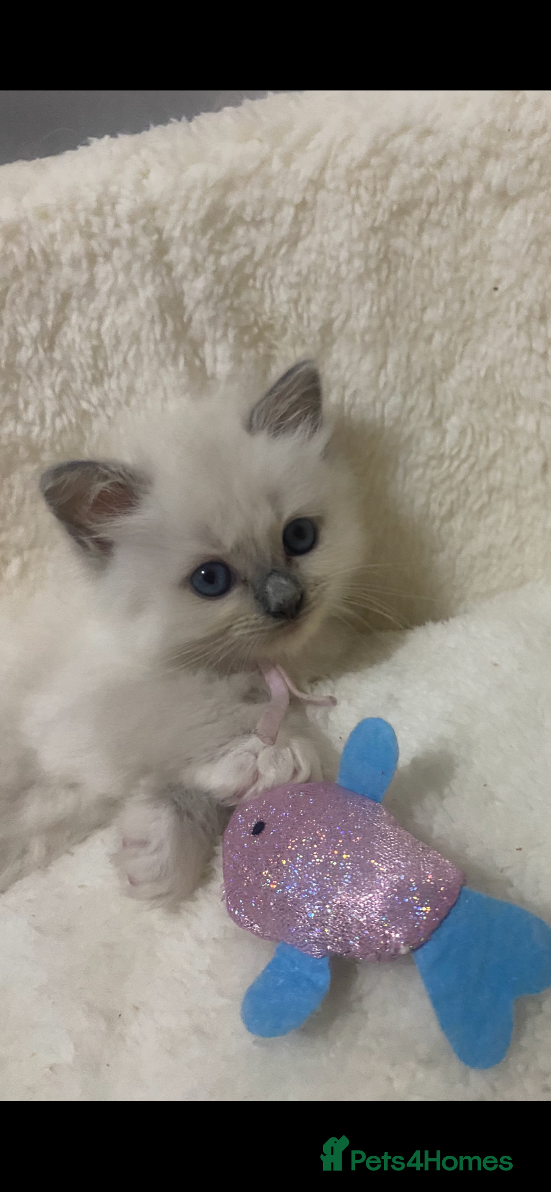 Ragdoll cats for sale: Ragdoll kittens😻 only 1 kitten left 😻ready now  - Image 1