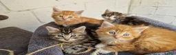 Mixed Breed cats for sale: 🐱 STUNNING KITTENS 😸  - Advert 1