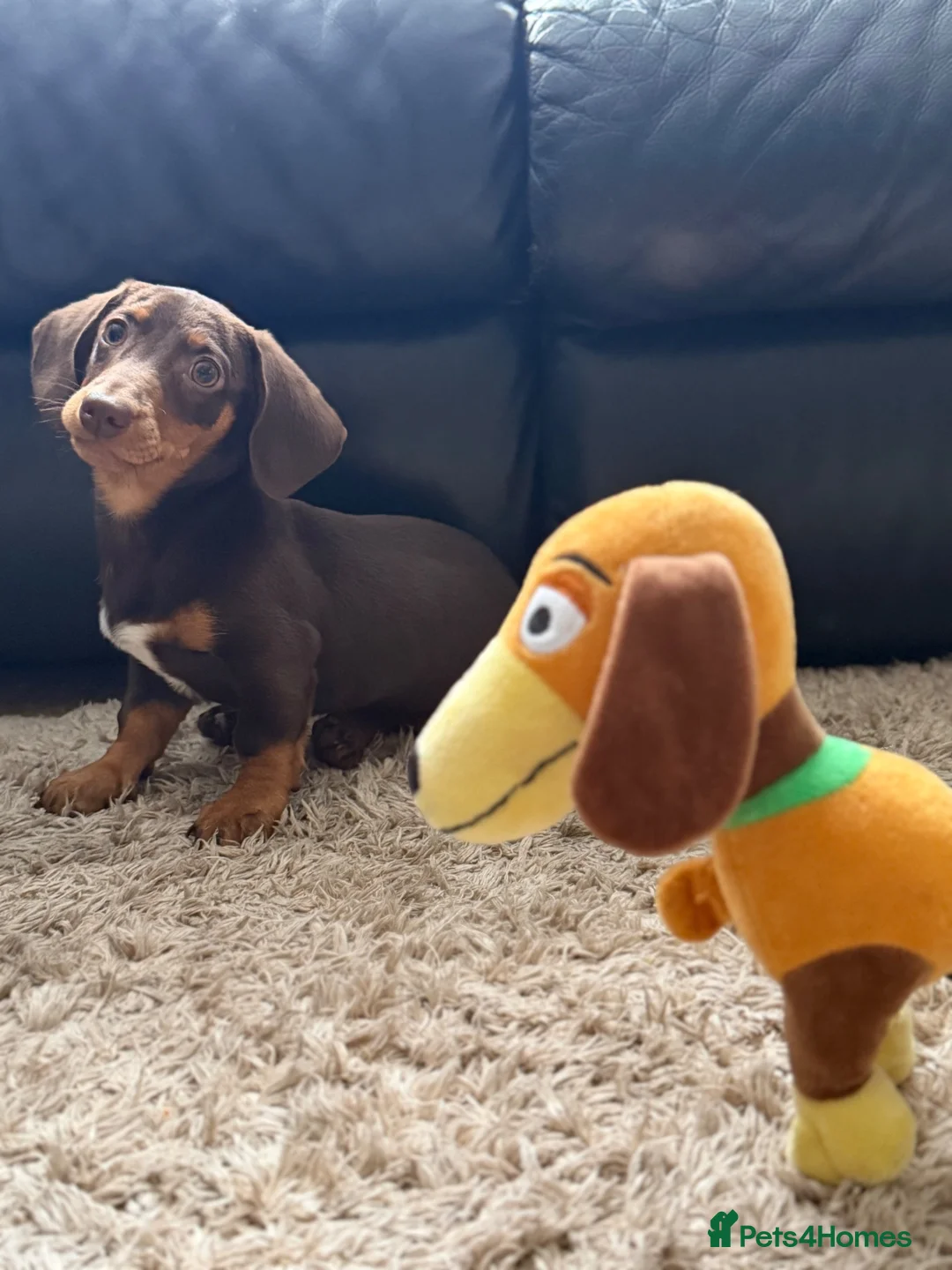 Miniature Dachshund dogs for sale: Miniture dashound chocolate tan boy, in Shrewsbury - Advert 9
