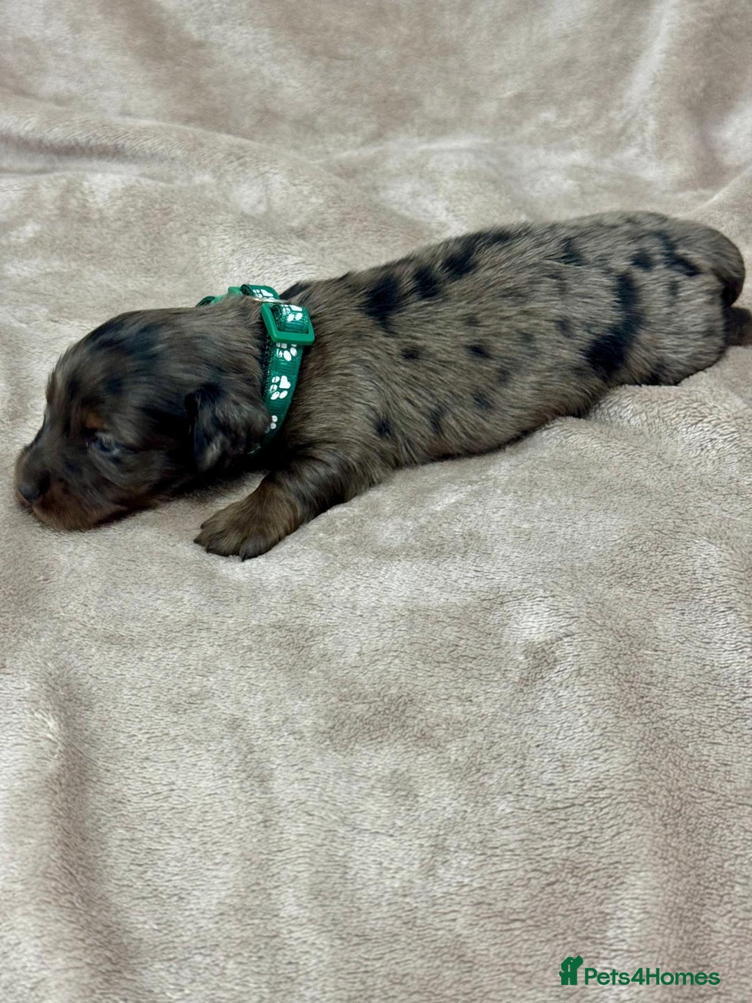 Miniature Dachshund dogs for sale: Beautiful miniature dachshund litter - Advert 9