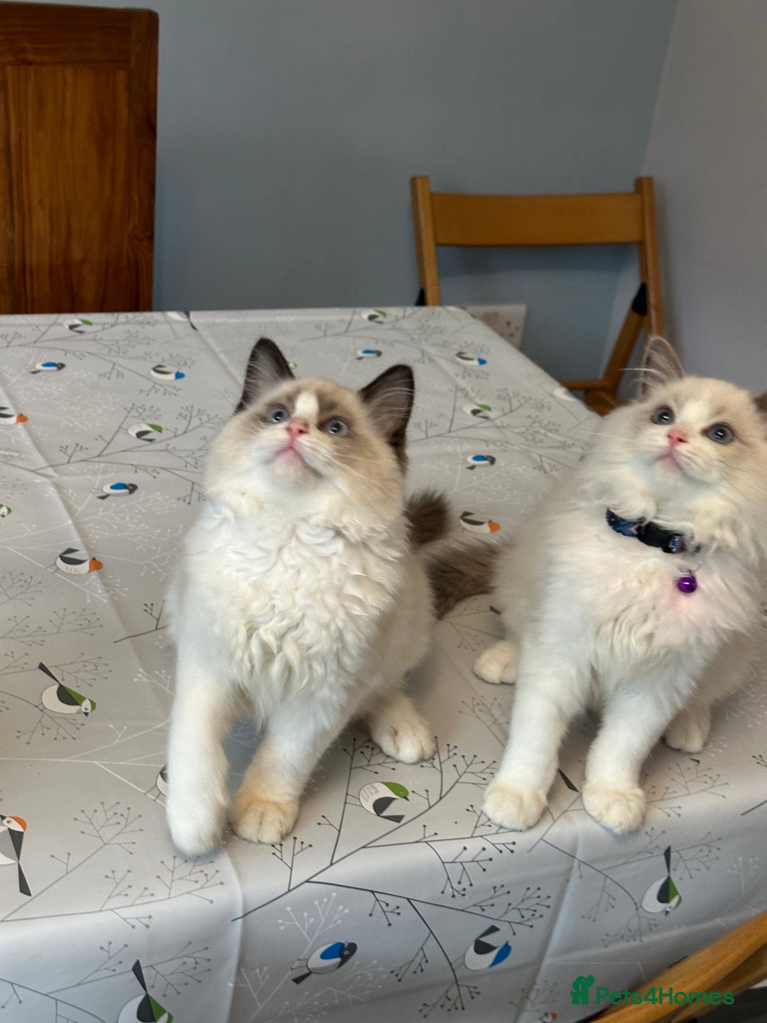 Ragdoll cats for sale: TICA Registered Ragdoll Kittens - Advert 22