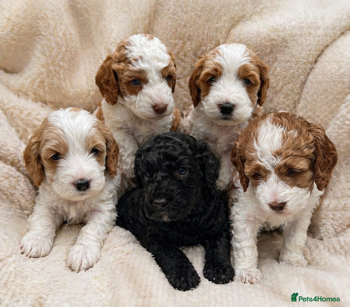Cockapoo dogs 🔥F1b Cockapoo Pups-Parti Colours-Ready 16th May - Advert 2