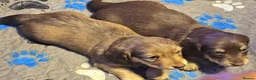 Miniature Dachshund dogs for sale: ✨️Last Girl Left✨️Longhaired Miniature Dachshunds  - Advert 6