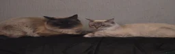 Ragdoll cats for sale: Pretty boy  - Advert 3