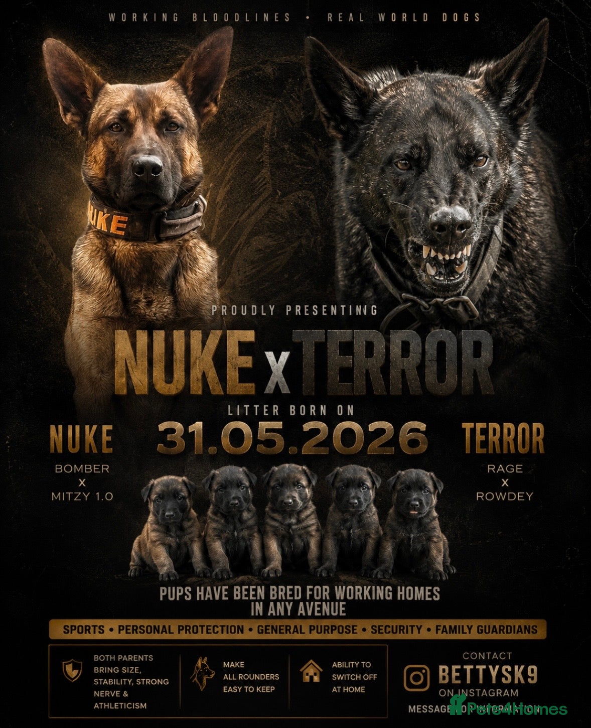 Belgian Shepherd Dog dogs BRN registered - proven breeding  - Advert 4