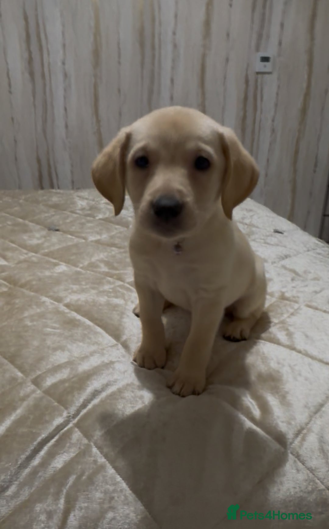 Labrador Retriever dogs for sale: Beautiful Labrador retrievers - Advert 3