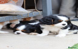 Cavalier King Charles Spaniel dogs for sale: 7 Puppies ready for reservations - Image 4