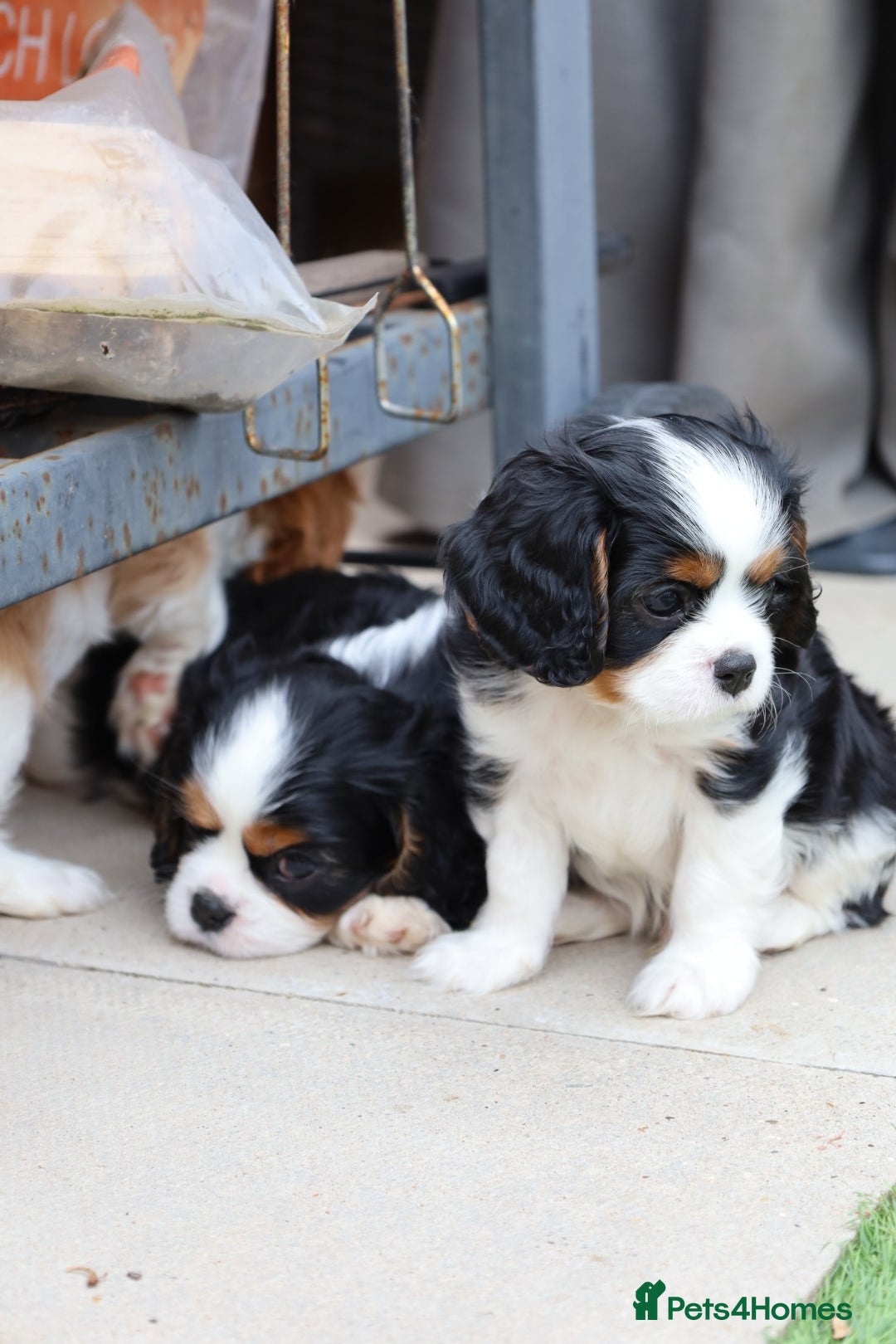 Cavalier King Charles Spaniel dogs for sale: 7 Puppies ready for reservations - Image 4