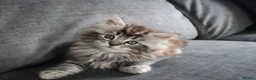 Maine Coon cats for sale: Maine Coon Cross Kittens - Fluffy Grey in Manchester - Advert 4
