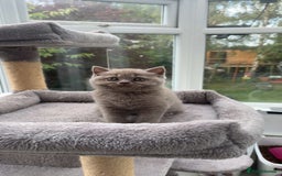 British Shorthair cats for sale: Lilic GCCF registered active champion lines  - Image 10