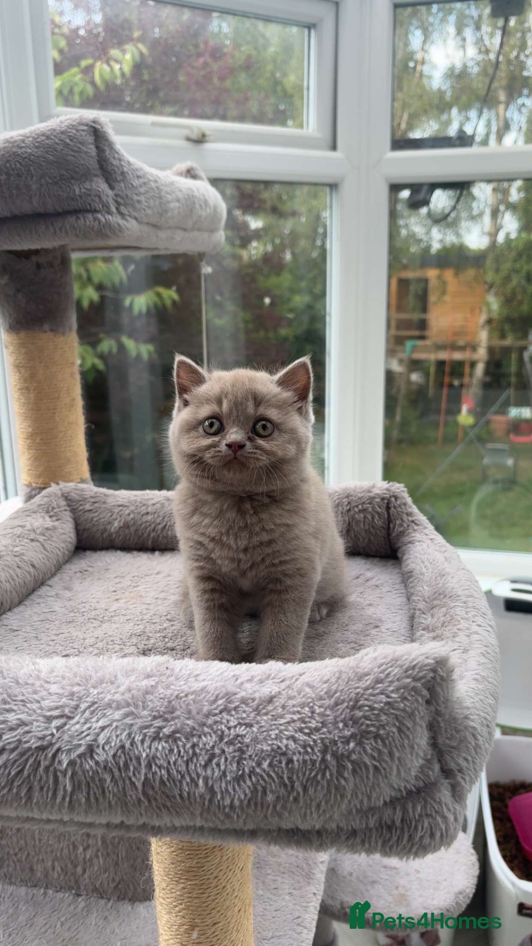 British Shorthair cats for sale: Lilic GCCF registered active champion lines  - Image 10
