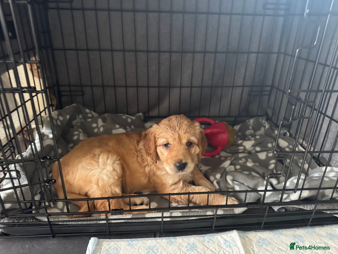 Golden Retriever dogs for sale: Golden retriever puppy - Image 2
