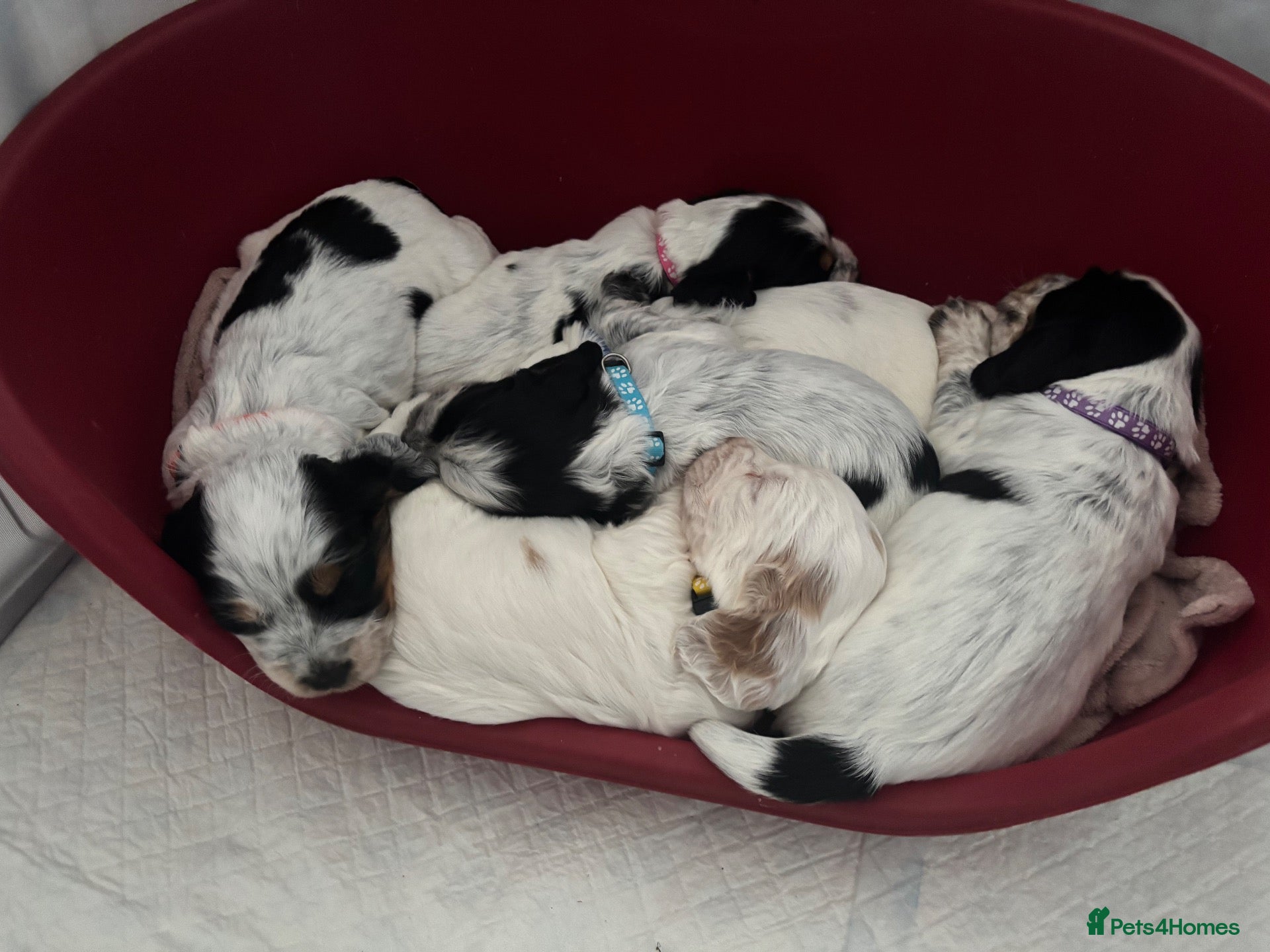 Sprocker dogs 6  beautiful sprocker cross puppy’s for sale - Advert 11