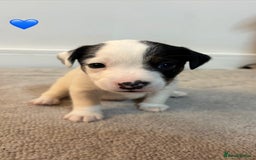 Jack Russell dogs for sale: 5 JACK RUSSEL PUPPIES - Image 2