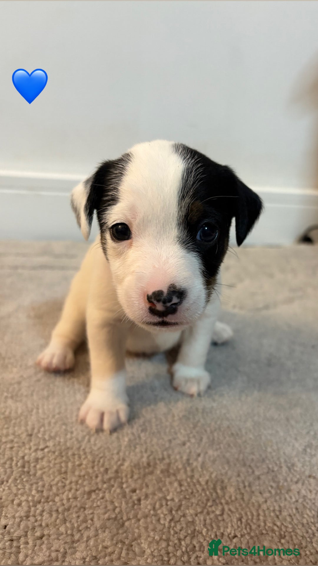 Jack Russell dogs for sale: 5 JACK RUSSEL PUPPIES - Image 2