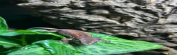 Gecko reptiles for sale: Juvenile Gargoyle Geckos - Advert 7