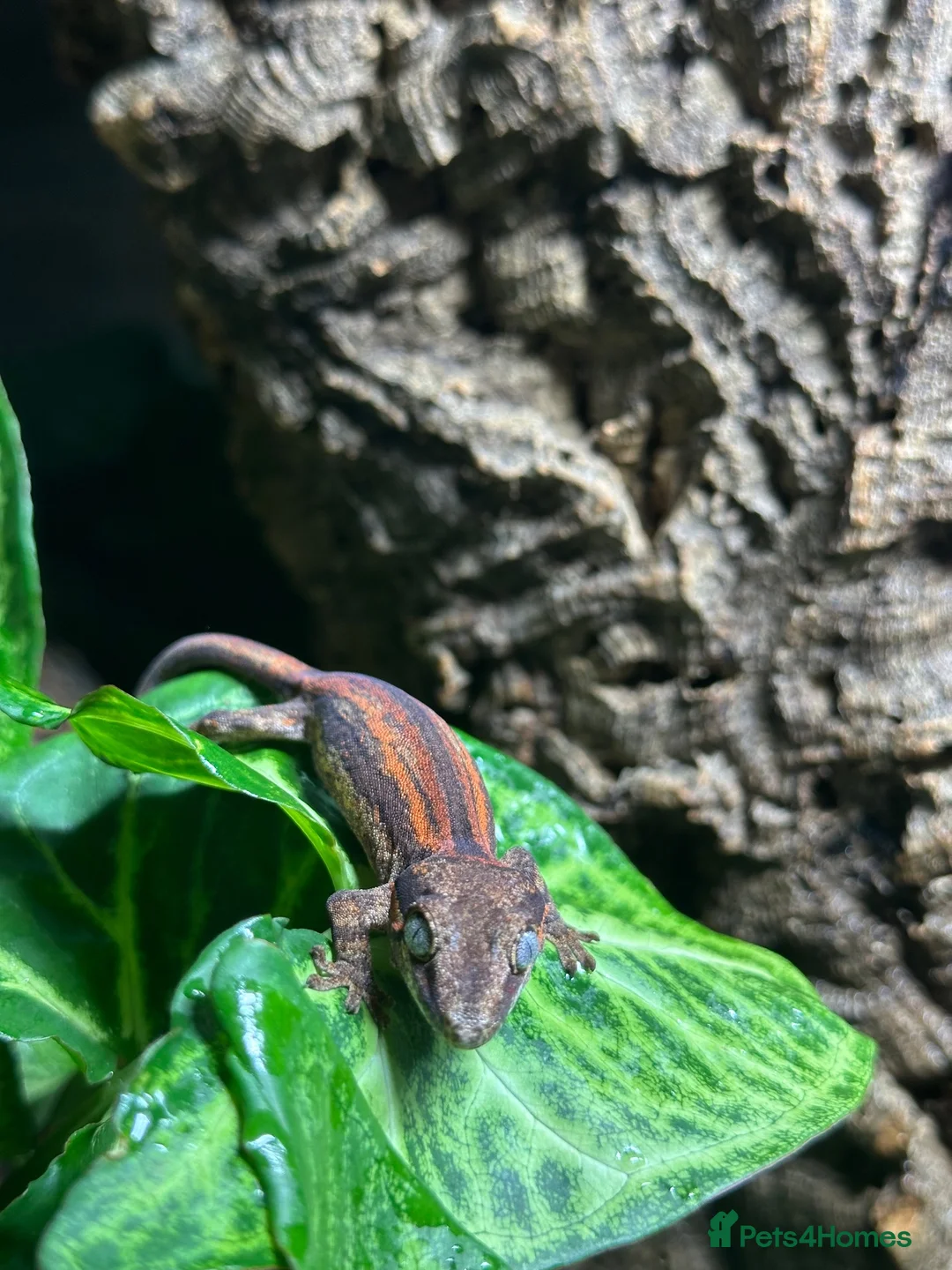 Gecko reptiles for sale: Juvenile Gargoyle Geckos - Advert 7