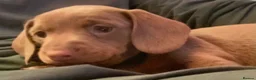 Miniature Dachshund dogs for sale: Isabella/Tan KC Registered Miniature Dachshunds,  - Advert 25