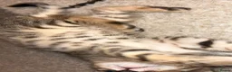 Bengal cats for sale: Beautiful Bengal X Kittens - Advert 13