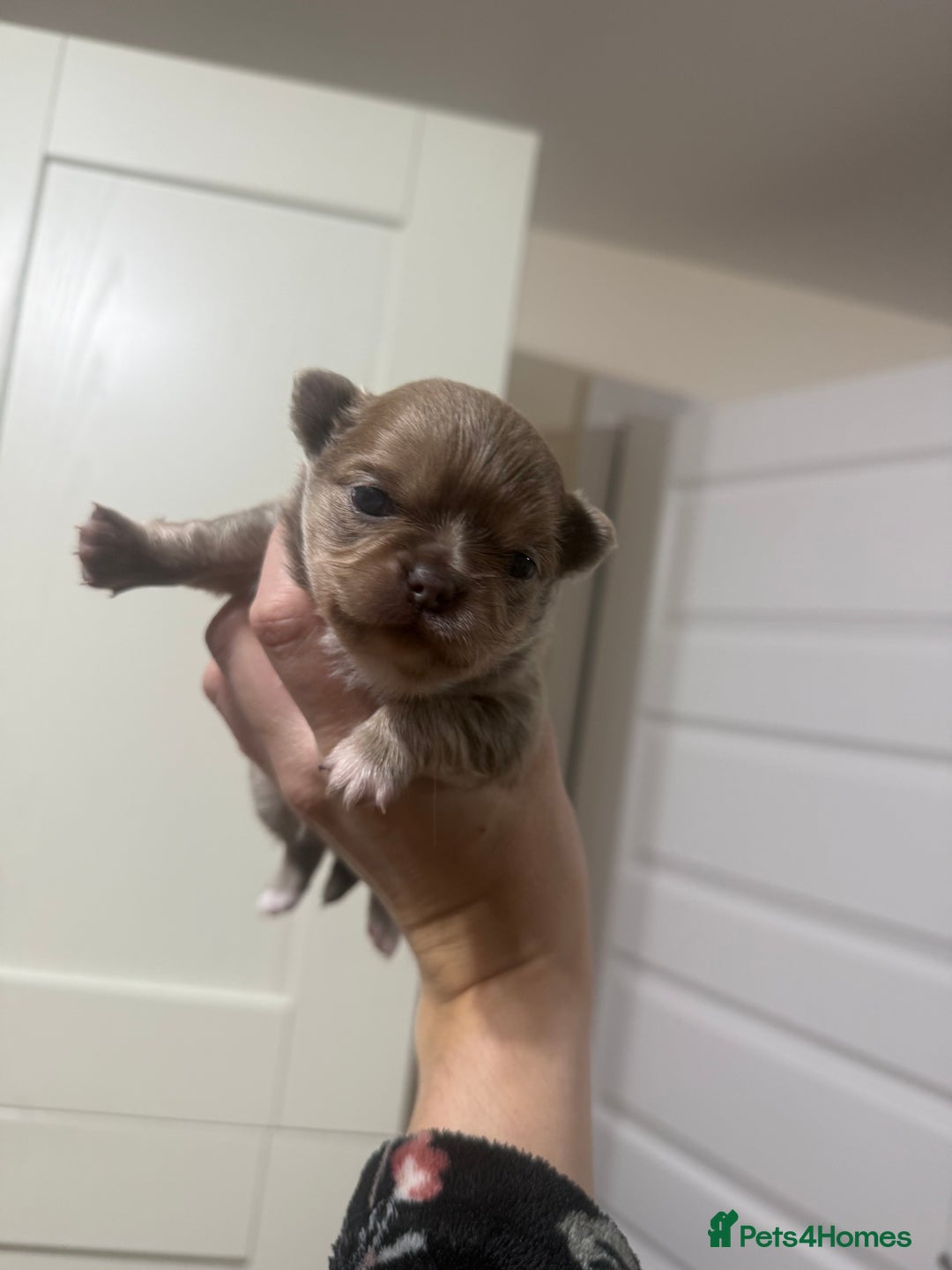 Chihuahua dogs for sale: Chihuahua puppies  - Image 17