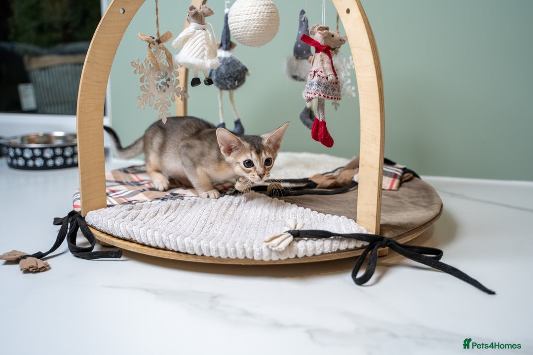 Abyssinian cats for sale: SILVER ABYSSINIAN-Winston-Rare and Exceptional  - Advert 5