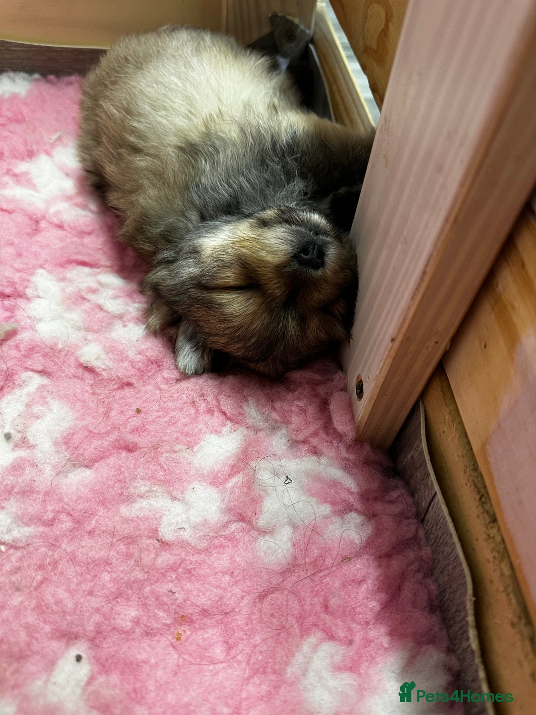 Pomeranian dogs for sale: GORGEOUS POMERANIAN PUPPIES 🐶🐶🐶🐶🐶 - Advert 14