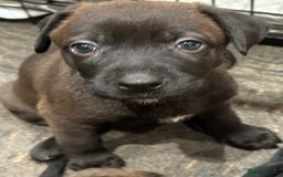 Mixed Breed dogs for sale: Gsd x Mali x Staffy - Image 2