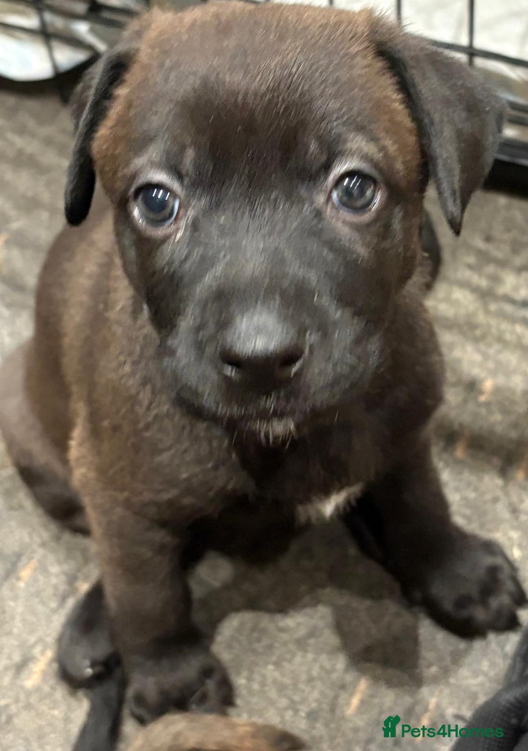 Mixed Breed dogs for sale: Gsd x Mali x Staffy - Image 2