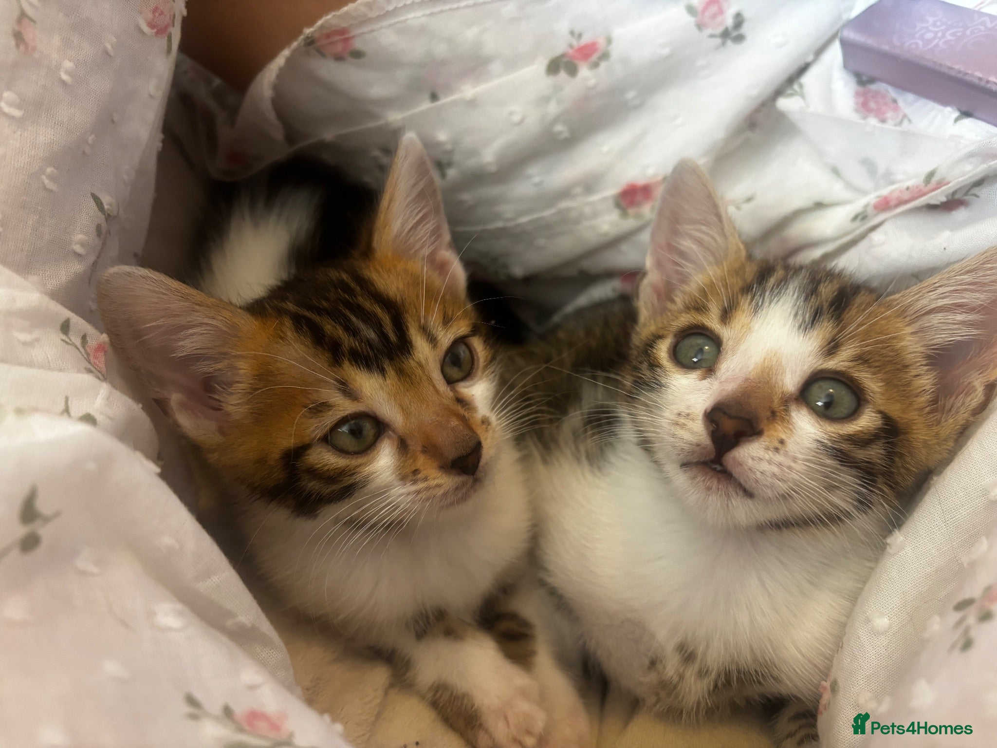 Bengal cats Bengal cross boy and girl READY TO GO 22ND AUGUST! - Advert 17