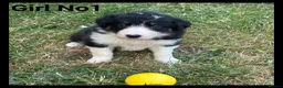 Mixed Breed dogs for sale: 5 Border collie  pups  - Advert 7