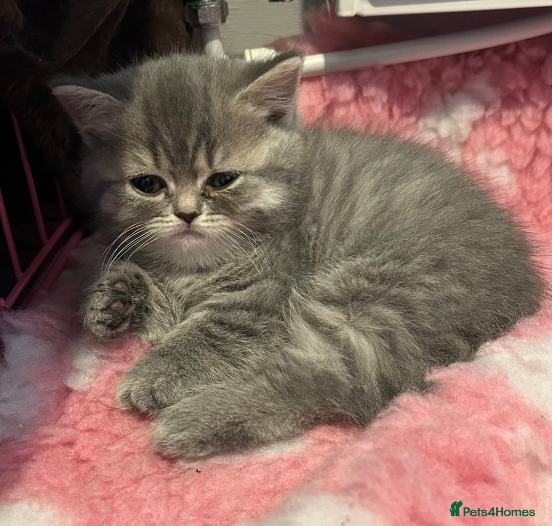 British Shorthair cats for sale: Beautiful British Shorthair kittens  - Advert 8