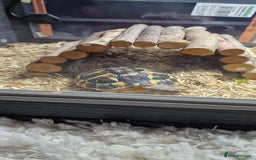 Hermann Tortoise reptiles for sale: Hermann tortoise 1 year old - Image 2
