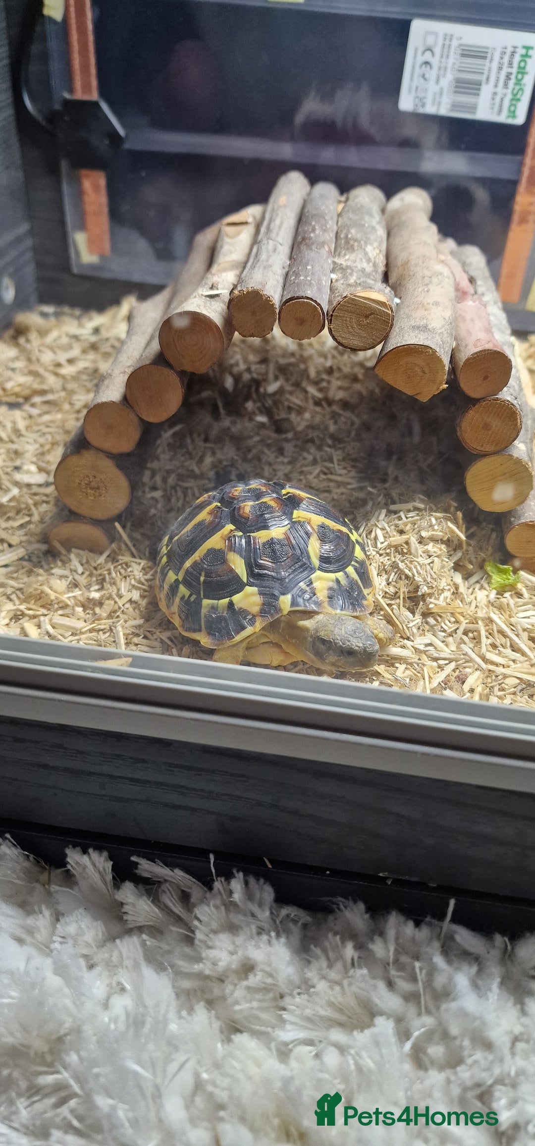 Hermann Tortoise reptiles for sale: Hermann tortoise 1 year old - Image 2