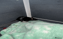 Rat rodents for sale: RATS FOR SALE - Image 1