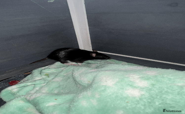 Rat rodents - Advert 2