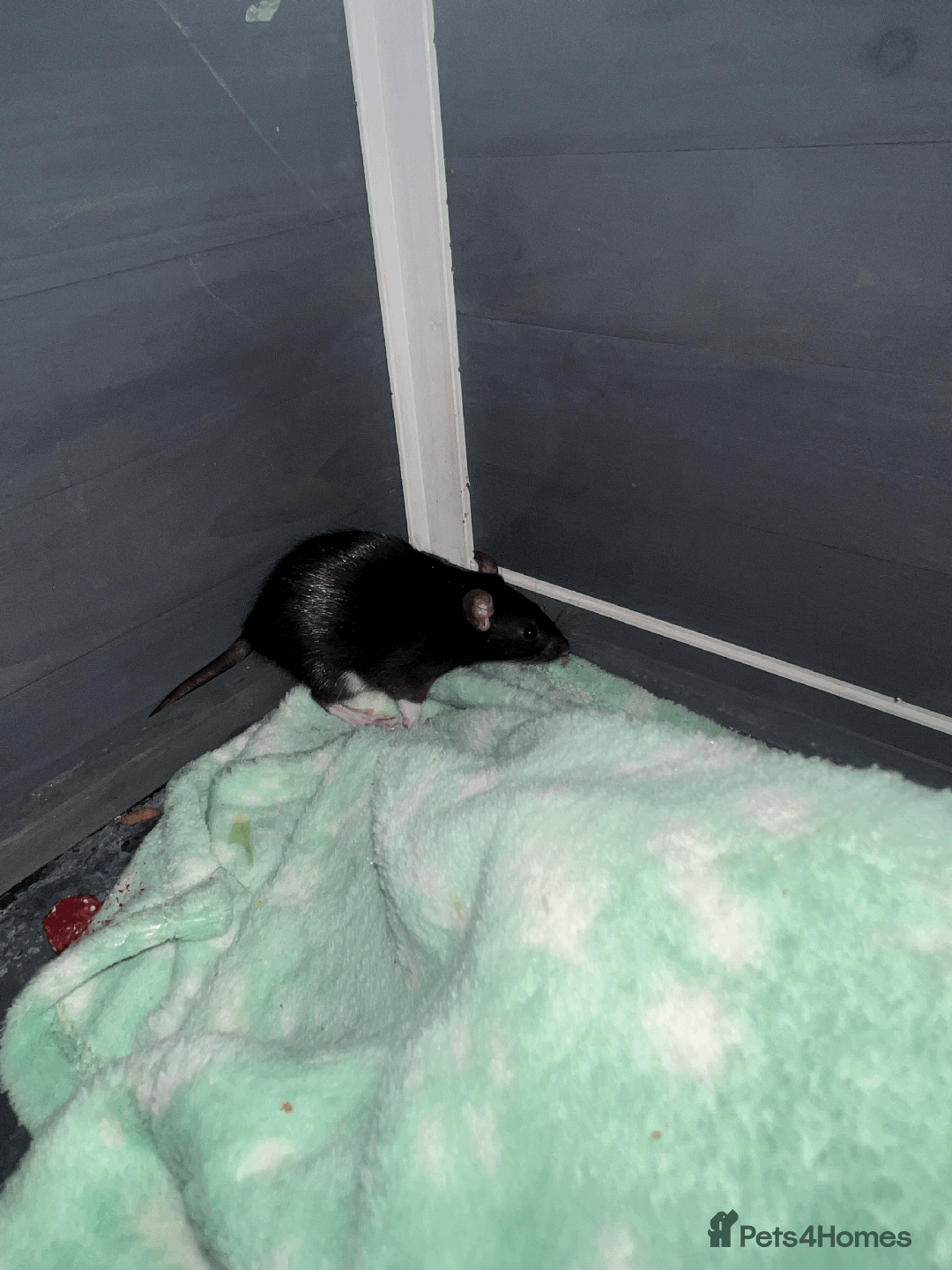 Rat rodents for sale: RATS FOR SALE - Image 1