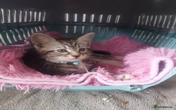 RagaMuffin cats for sale: Tabby X Ragdoll Kittens - Image 4