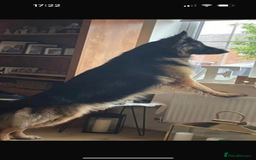 German Shepherd dogs for sale: KC/PEDIGREE GERMAN SHEPHERDS - Image 11