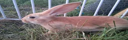 Continental Giant rabbits for sale: Continental giant rabbits  - Advert 8