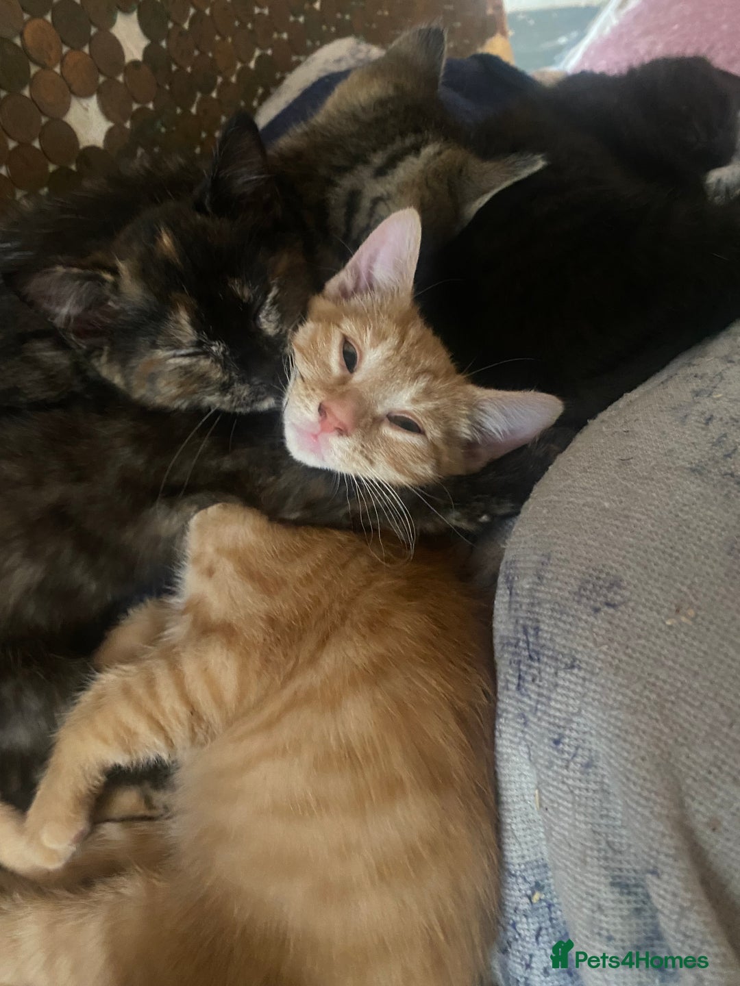 Mixed Breed cats for sale: Only 1 beautiful tortoiseshell girl left!❤️🐱 - Image 4