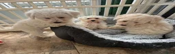Westiepoo dogs for sale: Westipoo puppies - Advert 4