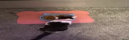 Mixed Breed cats for sale: 14 week old kitten - Advert 3