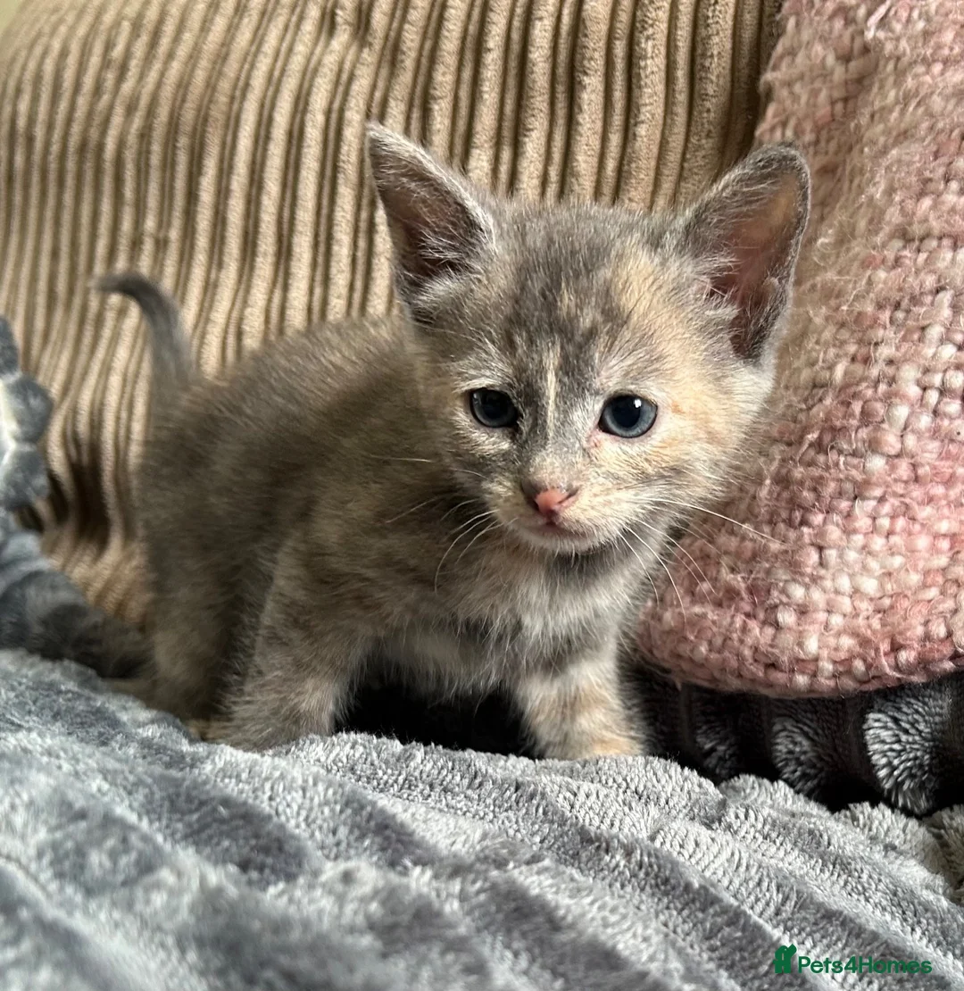 Mixed Breed cats for sale: Gorgeous kittens - Advert 2