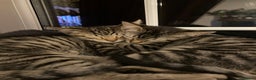Savannah cats for sale: Beautiful Male Savannah Kitten for sale - Advert 5