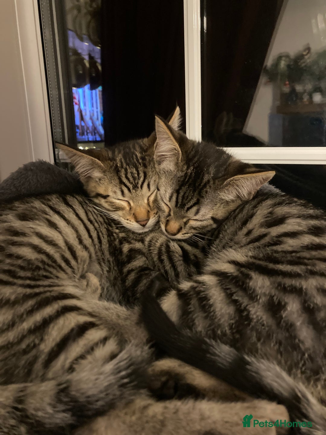 Savannah cats for sale: Beautiful Male Savannah Kitten for sale - Advert 5