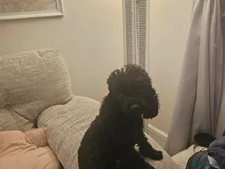 Toy Poodle dogs Black toy poodle - Advert 4