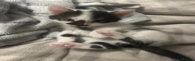 British Shorthair Kitten 1